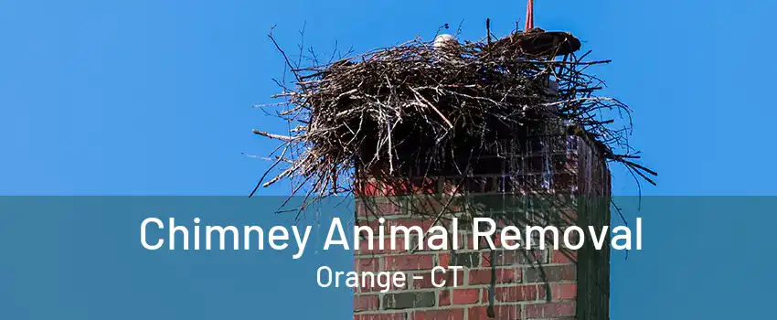 Chimney Animal Removal Orange - CT