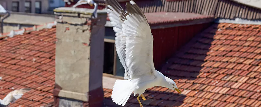 Residential Chimney Animal Removal Solution in Orange, CT